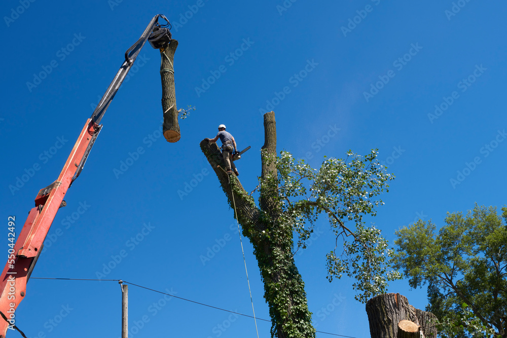 Wall mural urban forestry and the dangerous process of tree removal