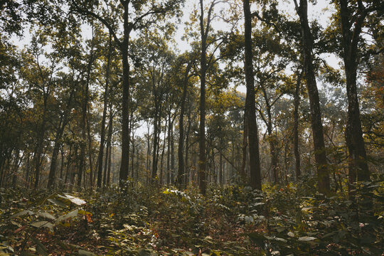 Sal tree (Shorea robusta) forest. This is the typical vegetation of the Inner Terai. Chitwan National Park. Nepal.