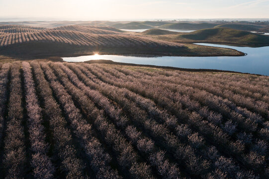 Endless almond orchards in full bloom, in the Central Valley, California.