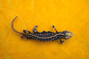 Dead and dried crocodile newt (Tylototriton sp.) for sale at a traditional Chinese medicine stall. 