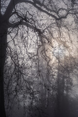 rayons du soleil et Silhouette des arbres dans la brume