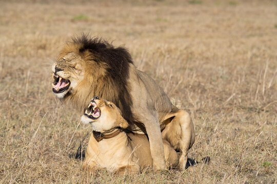 Male lion mating with a collared female the Busanga Plains in Kafue National Park in Zambia.