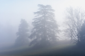 Fototapeta na wymiar Silhouette des arbres dans la brume