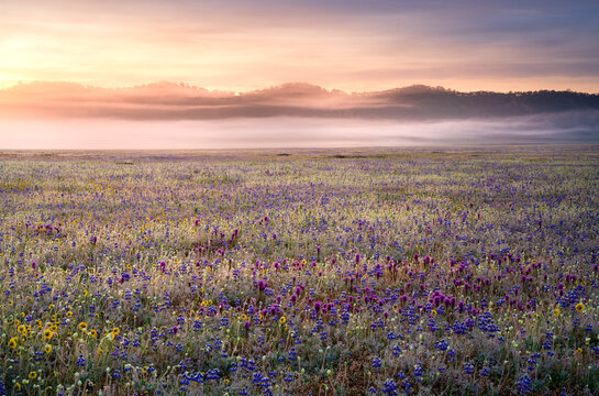 A photo of the 2022 wildflower bloom in the Central Valley of California. 