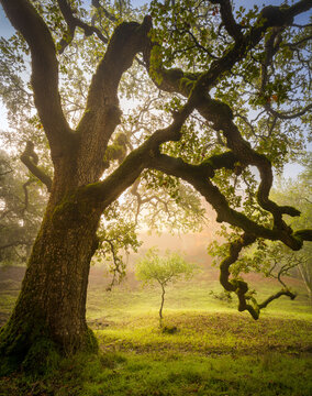 Fototapeta Fog over tree in golden light