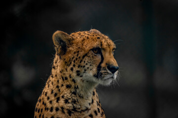 Cheetah animal in color autumn cloudy dark day