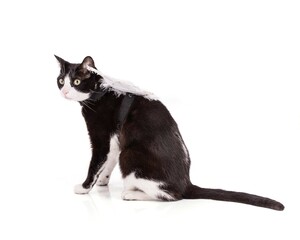 Fototapeta na wymiar nice black and white cat with angel wings
