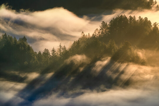 Spectacular sunrise light filtering through the trees and the fog. Taken in Northern California.