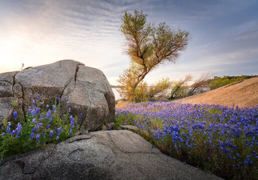 Spectacular lupine superbloom, Folsom Lake, near Folsom and Sacramento, in the Central Valley of California.