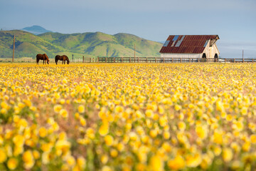 A photo of a barn with wildflower bloom in the Central Valley of California. 
