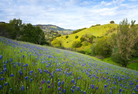 Wildflower fields in spring, Marin County, California.