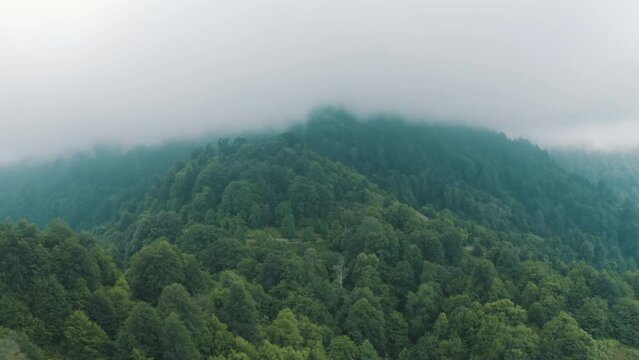 Aerial view of Forest in Zonguldak. 4K Footage in Turkey