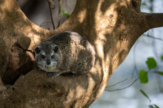 A tree hyrax perched on the thick limb of a tree along the Kafue River in Kafue National Park in Zambia.