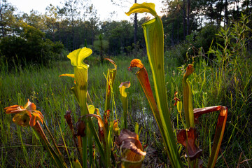 Carnivorous pale pitcher plant, Big Thicket National Preserve, Texas. 
