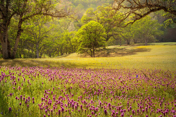 Oak trees and wildflower field in soft afternoon sunlight, Central Valley, California.