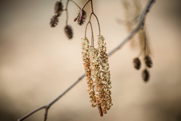 amazing Common alder, black alder or European alder , Alnus catkin blooming in spring. Medicinal...