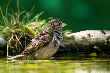 House sparrow, female standing in the water of the bird watering hole. Moravia. Czechia.
