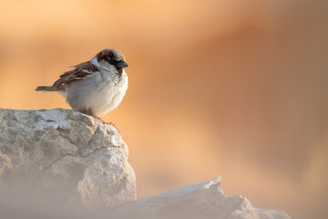 House Sparrow (Passer domesticus), male perched on some rocks. Platges de Comte. Eivissa. Balearic Islands. Spain.