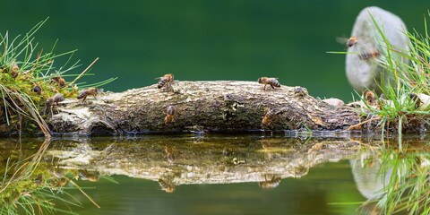 Bees drink water at a bird's water hole. Czechia. 