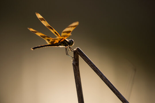 Dragonfly on twig