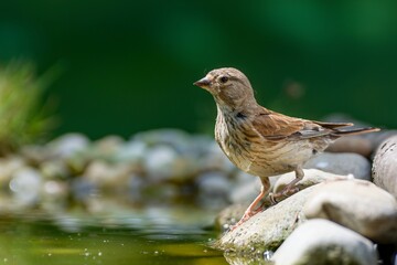 Linnet, Carduelis cannabina, female drinks water from a bird's water hole. Moravia. Czechia.