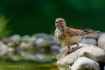 Linnet, Carduelis cannabina, female standing on stones near bird water hole. Moravia. Czechia. 