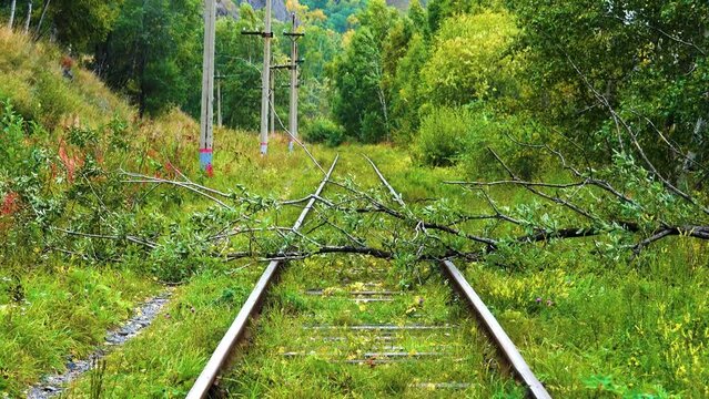 The tree fell on the railway tracks after the storm in the foresta. A dangerous situation as a prerequisite for a train wreck