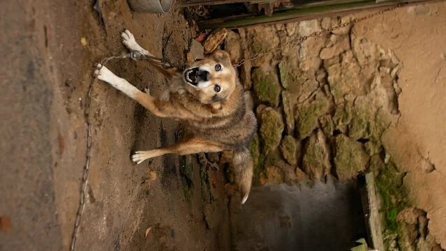 An angry dog on a chain jumps and barks. An angry pet protects the territory and the house and wants to bite the enemy. Countryside. Vertical video. Manual shooting