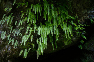 Numerous ferns hang from a huge rock. Langtang National Park. Nepal.