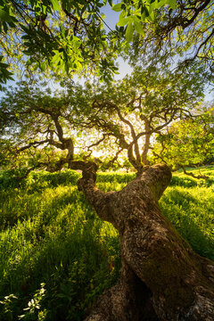 A gnarled tree in Marin County, California.