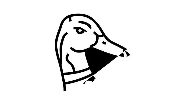 duck animal zoo line icon animation