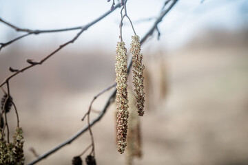 branch of alder, catkins and cones and cones. Branch of Alnus glutinosa, common alder, black alder...