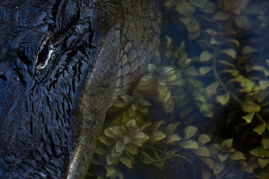 Overhead detail of american alligator and aquatic flora