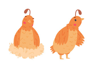 Quail Bird with Crest and Feathers Sitting in Nest and Standing Vector Set