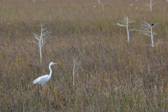 An egret amongst the dwarf cypress and sawgrass of everglades national park