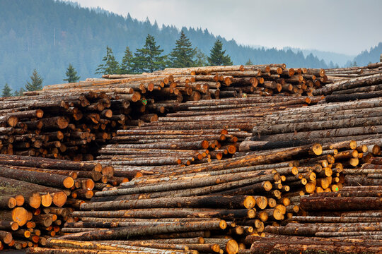 Near Hood River in the Columbia Gorge, Oregon.