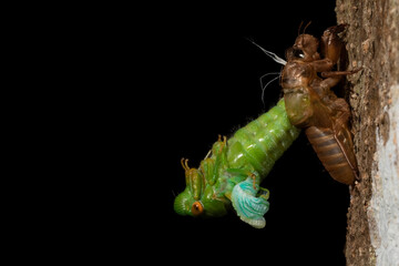 Adult cicada (Cicadoidea) emerging from its exuvia on tree trunk. Nakai-Nam Theun National Protected Area. Laos.
