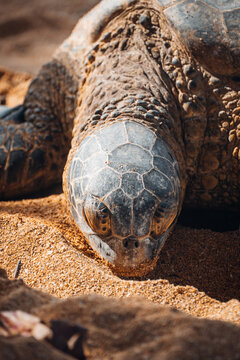 An adult green sea turtle rests on Ali'i Beach on O'ahu.