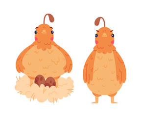 Quail Bird with Crest and Feathers Sitting in Nest and Standing Vector Set