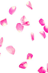 Petal of pink rose where it dances freely. Valentine background. Red pink petals falling