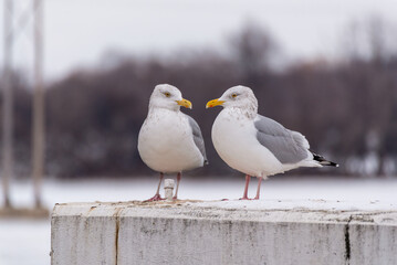 Herring Gulls Resting On A Bridge Support