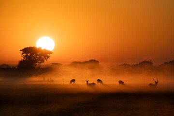 A herd of puku and lechwe are backlit in the heavy morning mist rising off the grass and water channels as the sun rises over the Busanga Plains in Kafue National Park in Zambia.