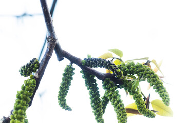 Obraz premium Walnut blooms. Walnuts young leaves and inflorescence on a city background. flower of walnut on the branch of tree in the spring. Honey plants Ukraine. Collect pollen from flowers and buds