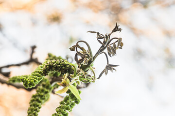 Walnut leaves after frosting. Dried frozen tree leaves in spring after cold nights. Loss of harvest due to cold weather. Walnut plant is damaged by frost in the spring.