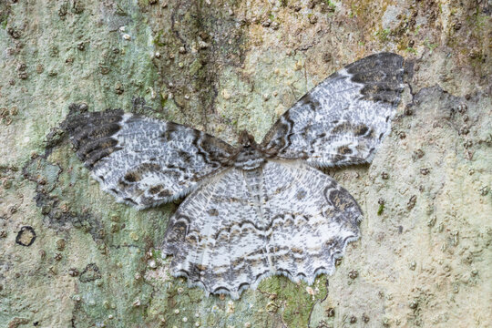 Moth camouflaged on tree bark. Nakai-Nam Theun National Protected Area. Laos.