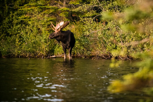 Moose at Tobin Harbor, Isle Royale.