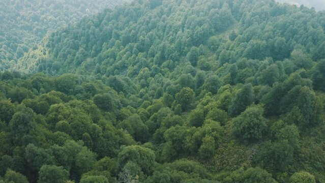 Aerial view of Forest in Zonguldak. 4K Footage in Turkey
