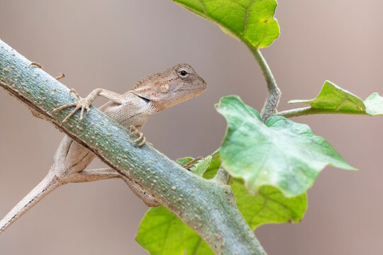 Juvenile Emma Gray&rsquo;s Forest Lizard (Calotes emma). perched on branch. Nakai-Nam Theun National Protected Area. Laos.
