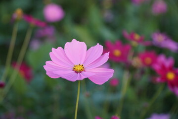 Obraz premium Badia a settimo FIRENZE