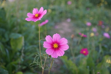 Fototapeta premium Badia a settimo FIRENZE
